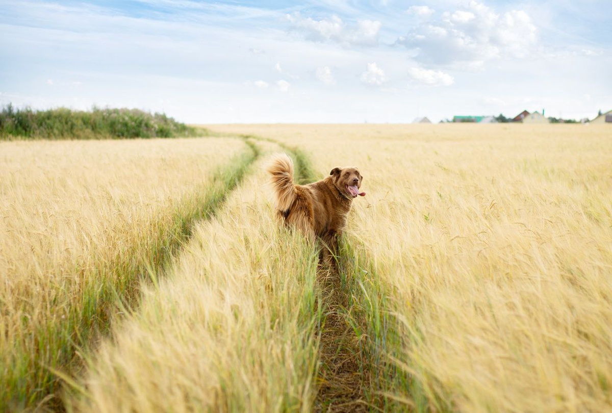 фотограф - Настасья Воля