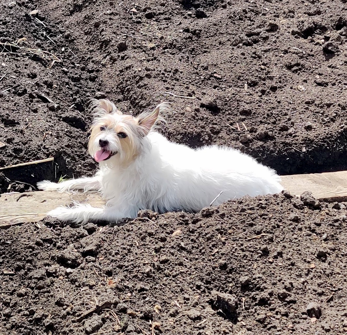 Лохматая после зимы, Соня любит лежать на солнышке. Скоро на стрижку.