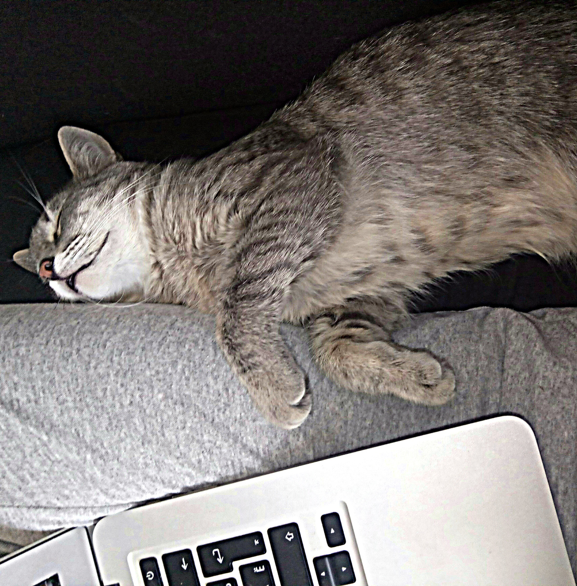 Моя кошка помогает переводить исследования про кошек