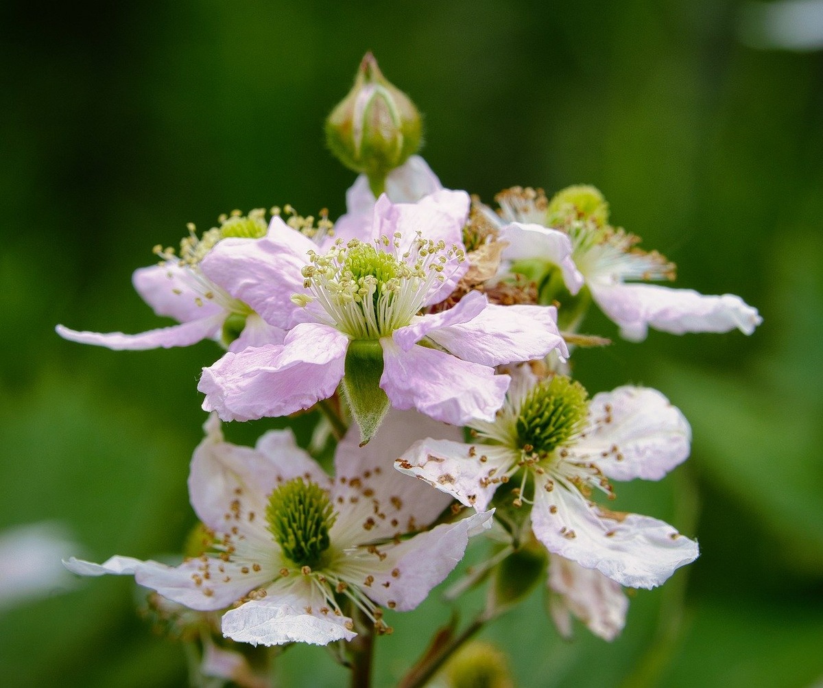 Цветение ежевики