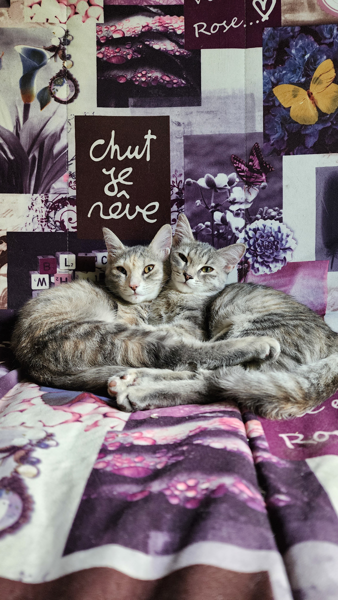 Дуся с тёмным носом, Буся со светлым носом 