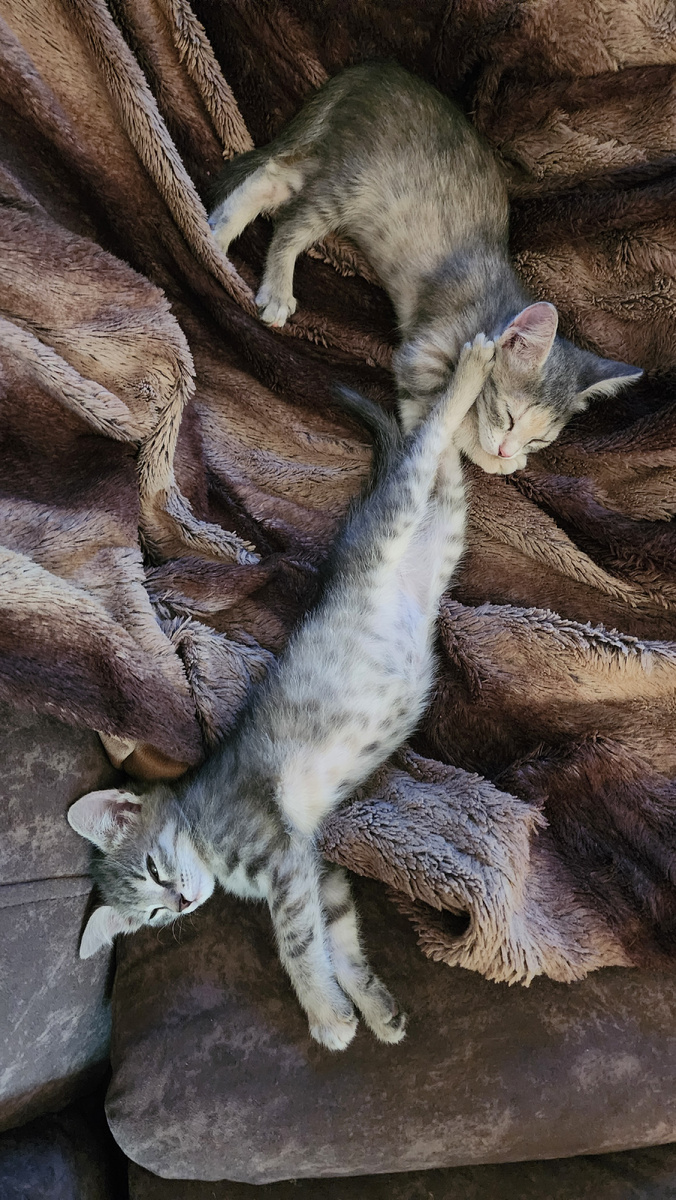 Дуся и Буся  (возраст 1 месяц)