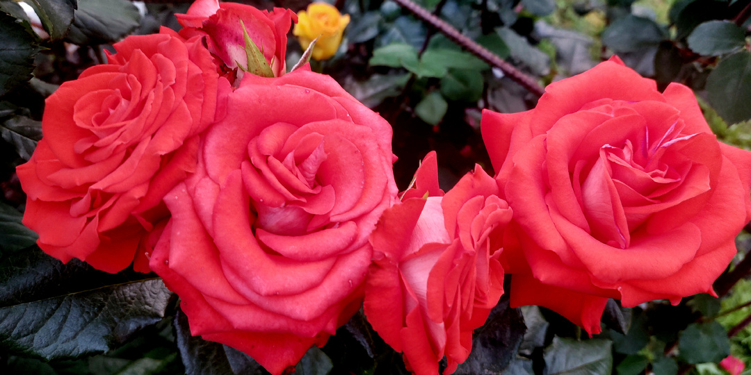 Нравится роза - нежная француженка? Смело выращивайте. Про питомники роз Франции