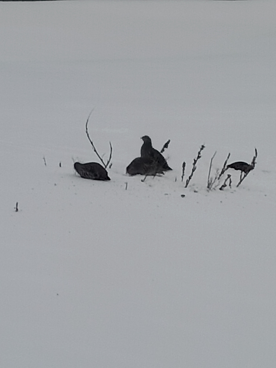 Куропатки в поисках еды