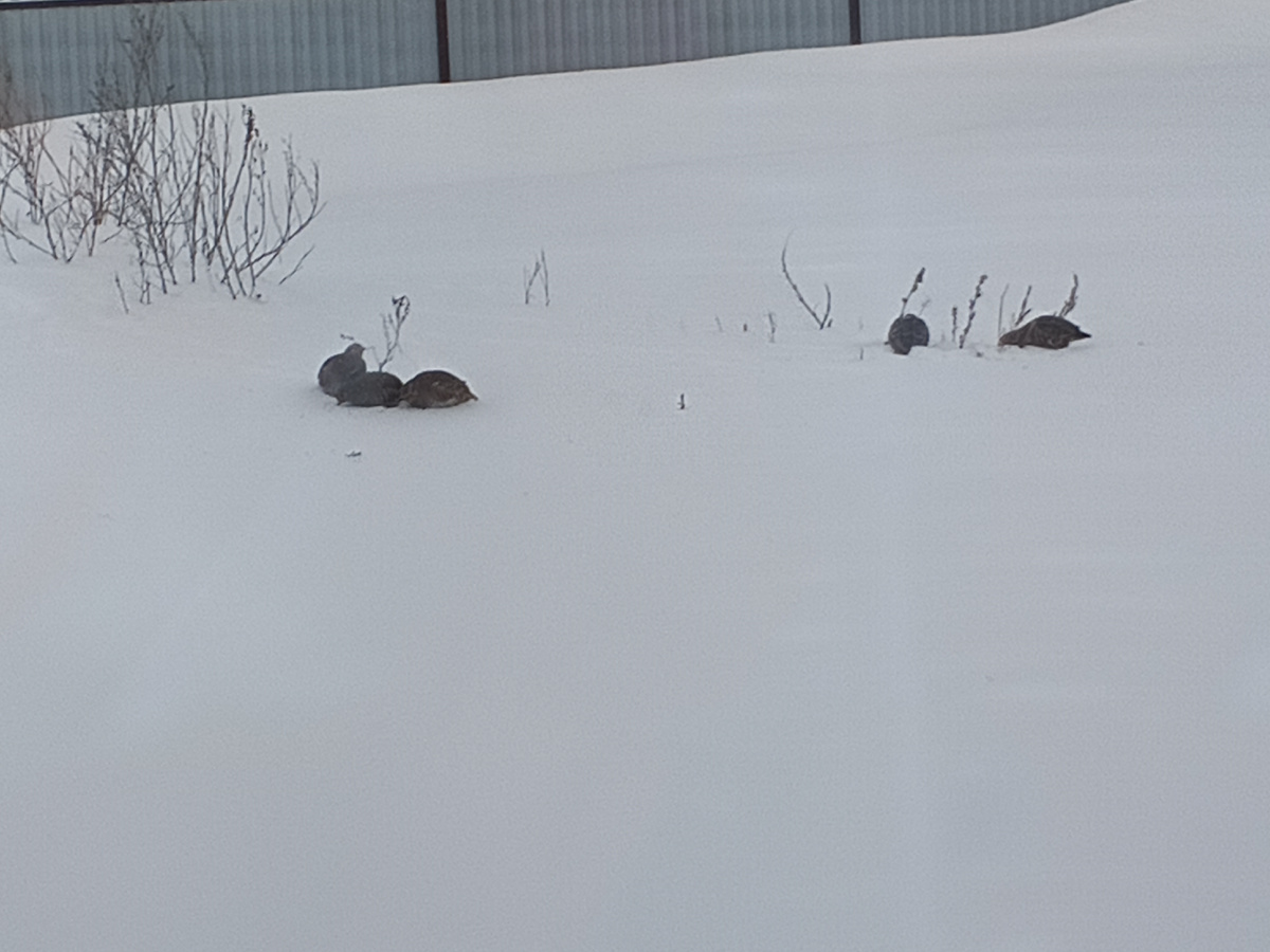 Фотографировала из окна