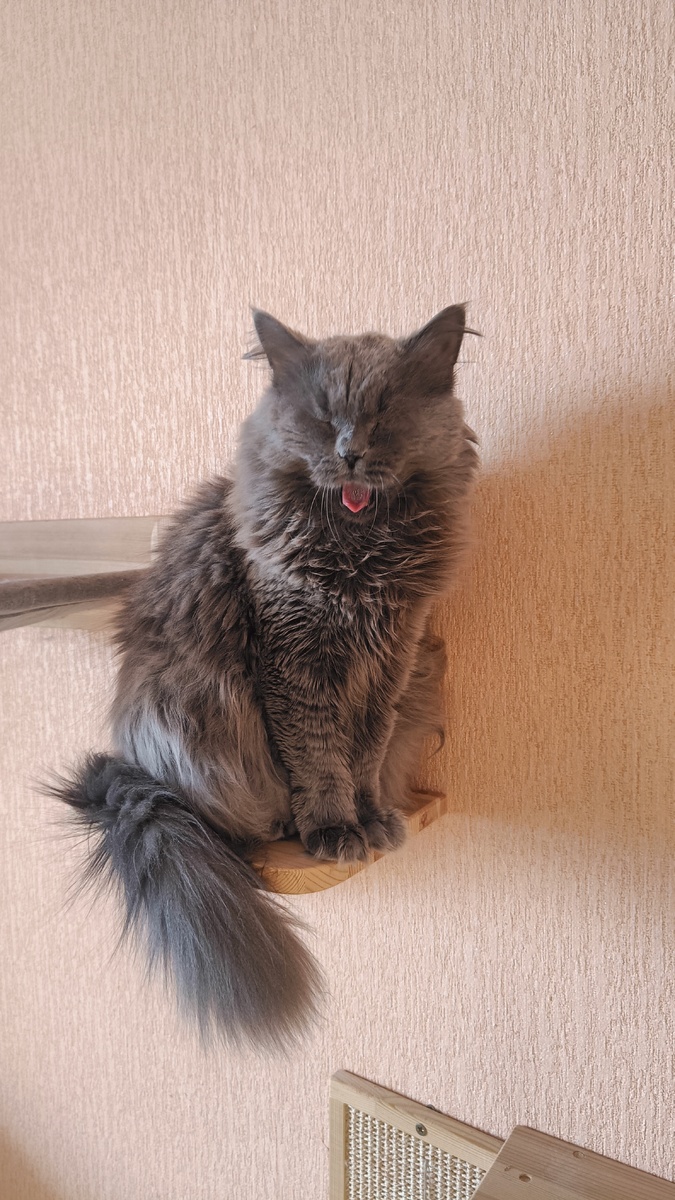 Ой, не надо мне всех этих течек, мне сейчас так хорошо!"