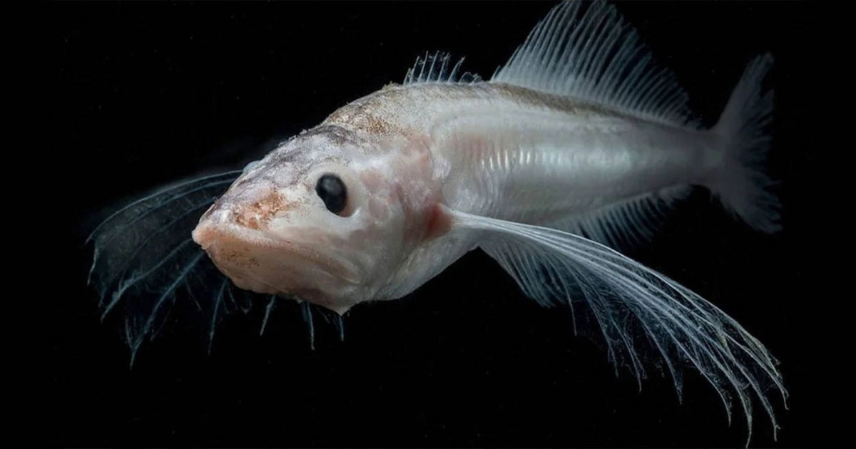 Большая голомянка — эндемик озера Байкал