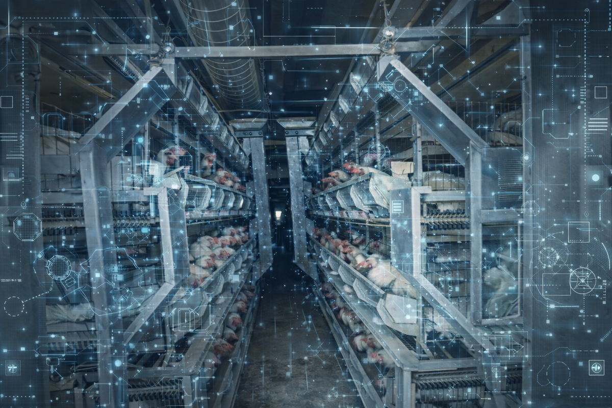 Как-то так люди представляют себе картинку, когда мы говорим о цифровизации птицефабрики