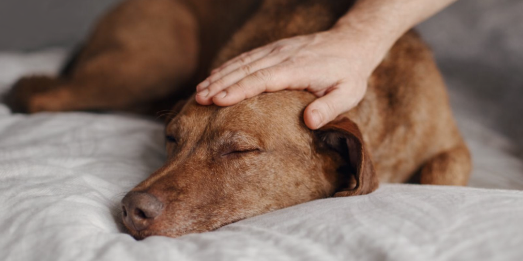 Можно ли гладить спящую собаку: грань между нежностью и испугом