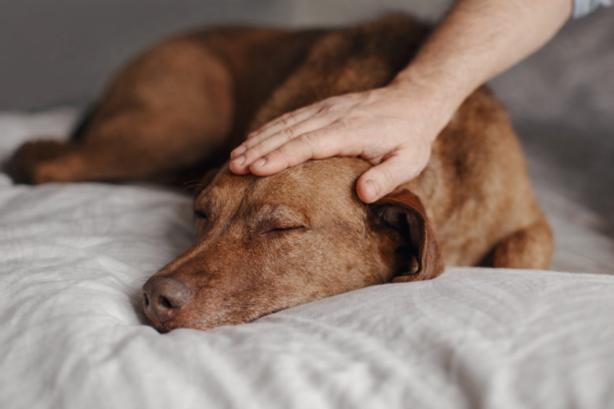Можно ли гладить собаку, когда она спит