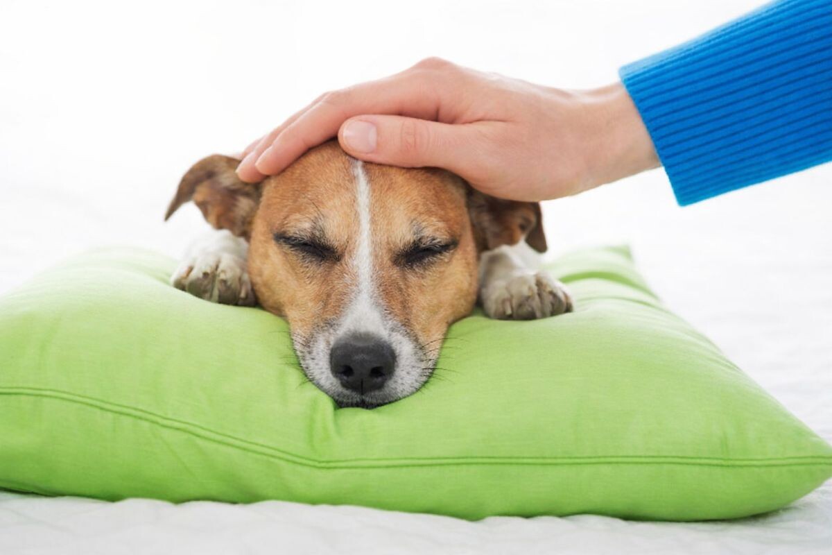 Можно ли гладить спящую собаку