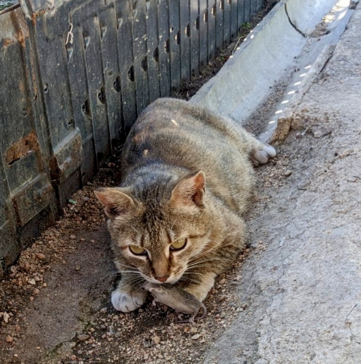 Рыся поймала мышь