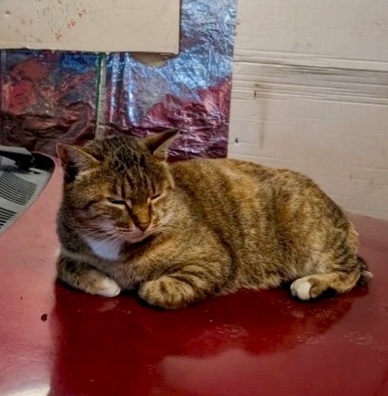 Рыся живёт в гараже. Любит лежать на капоте.