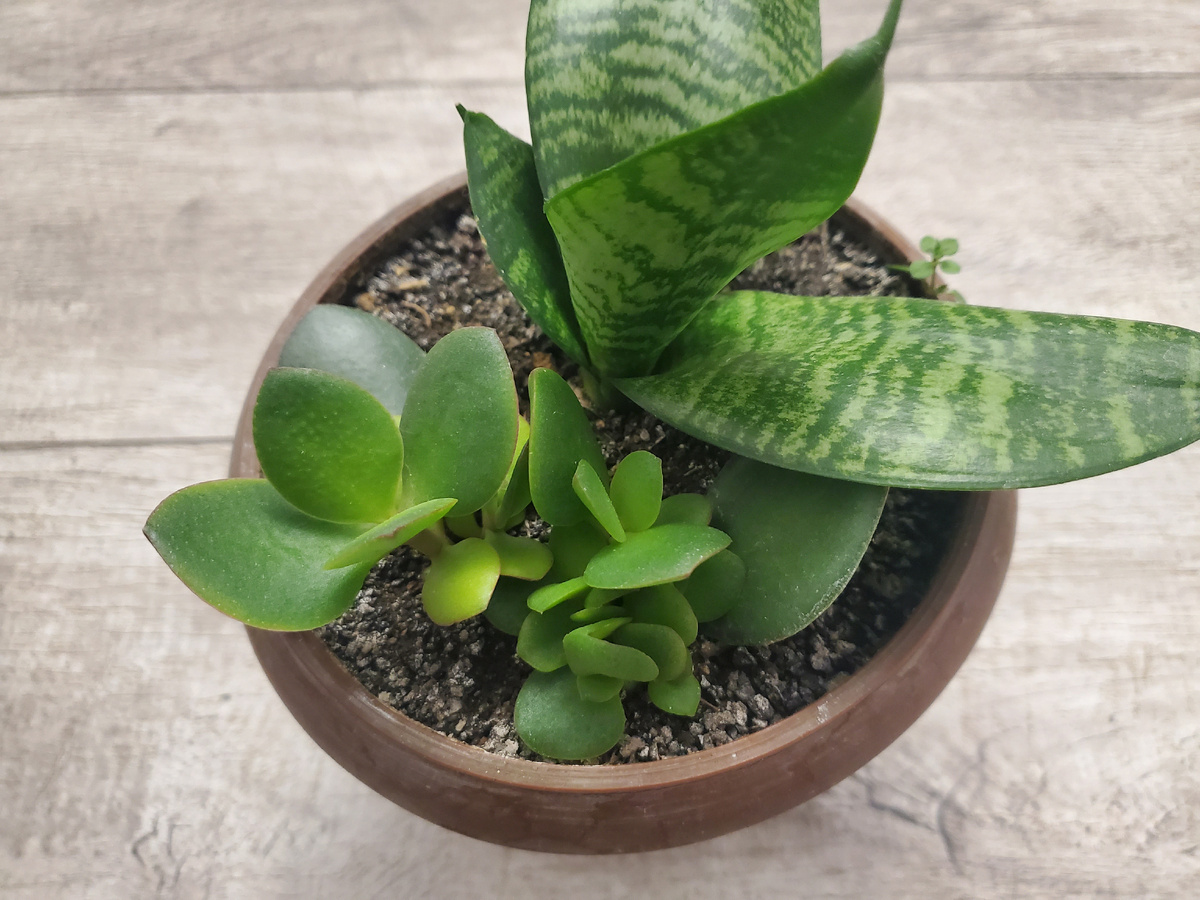 Положил листик крассулы под Сансевиерией Хана, и вот результат