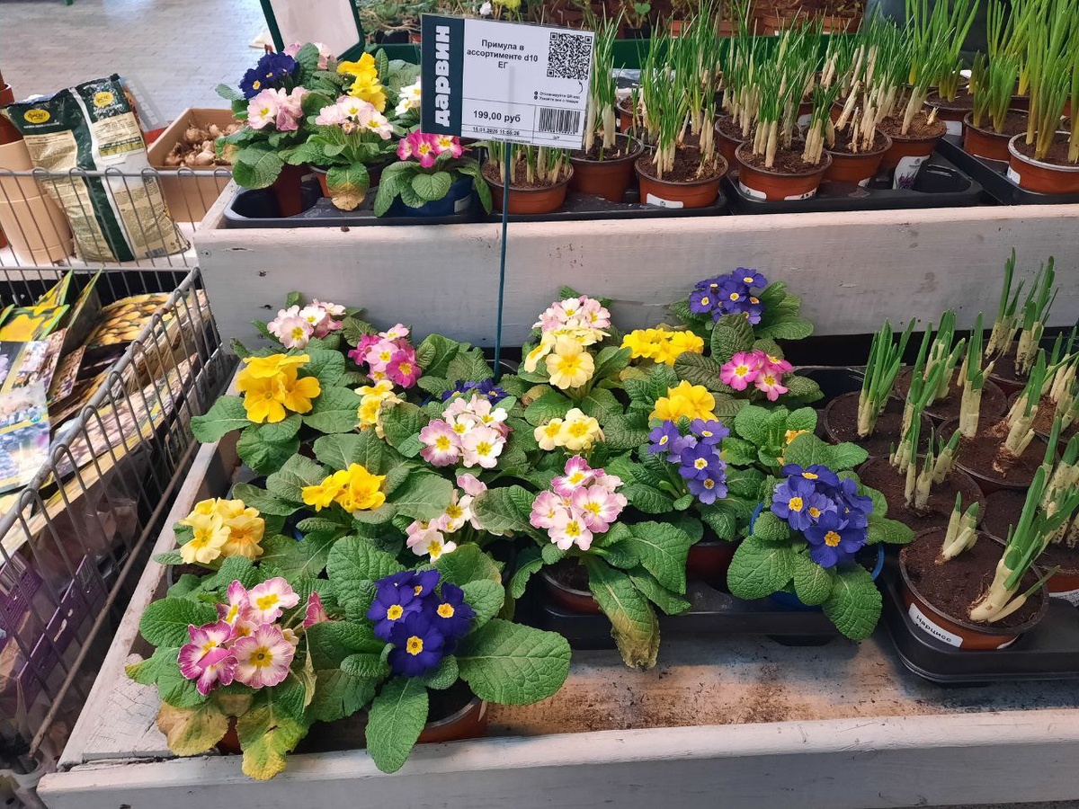 Примулы и луковичные в горшочках