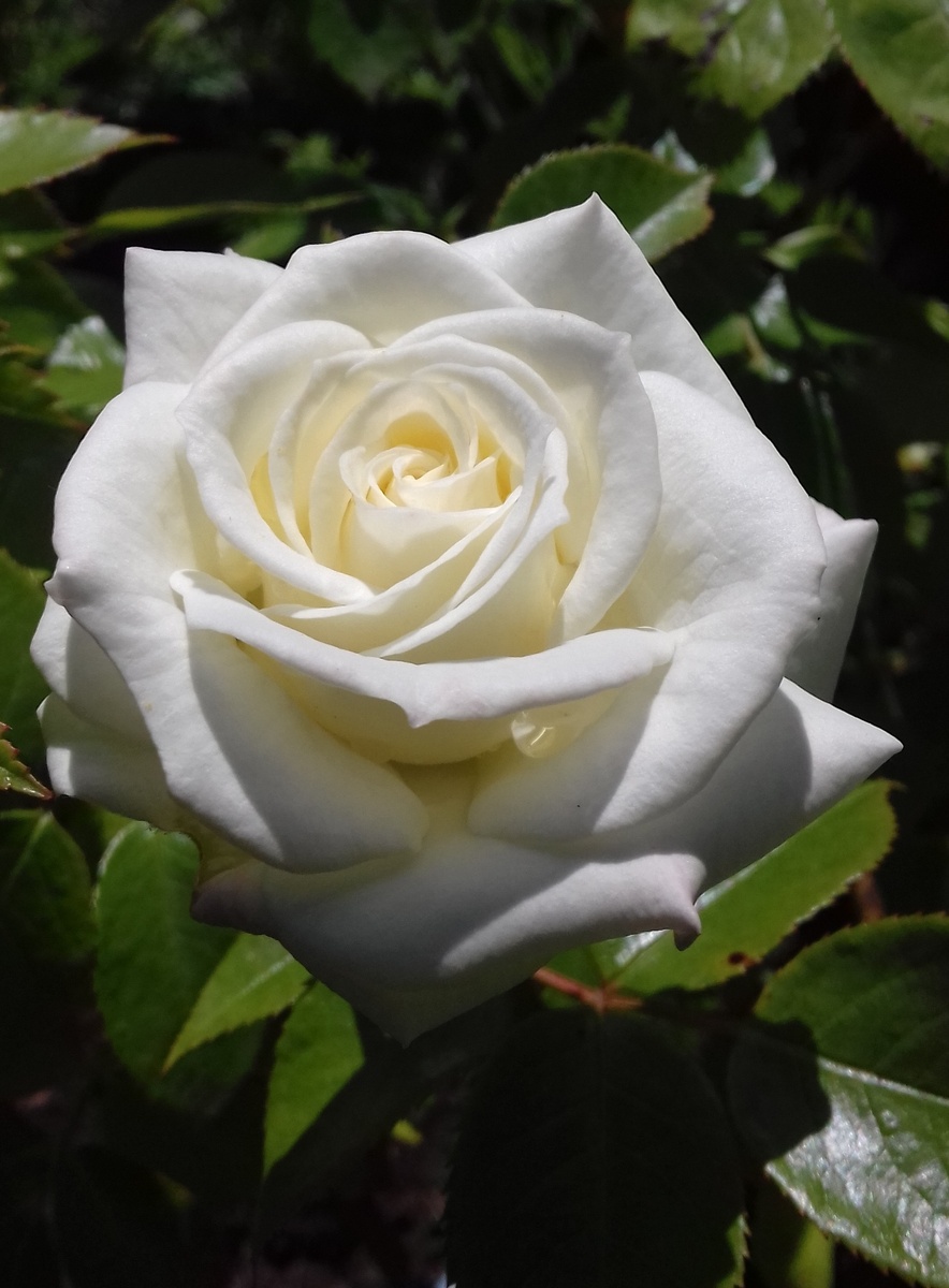 Alabaster, Evers, 2007, флорибунда - 2017г.