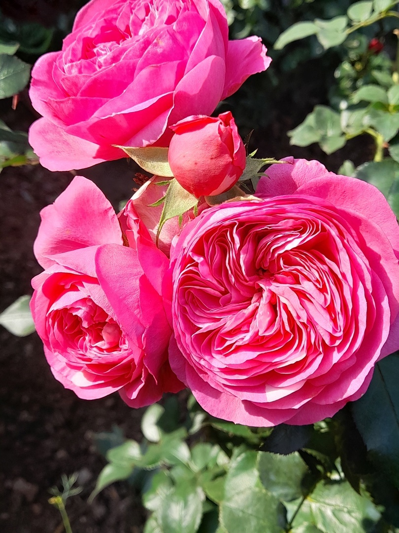 Baronesse,Tantau, 2009, флорибунда - 2024 год 