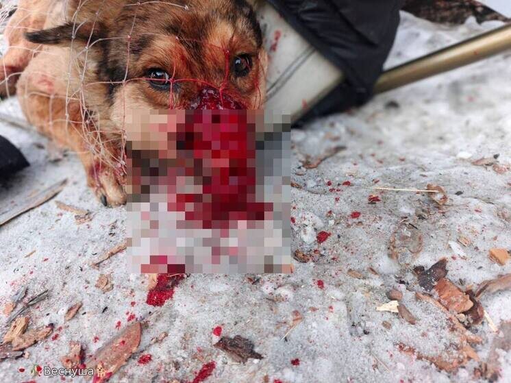     фото приюта "Верность"