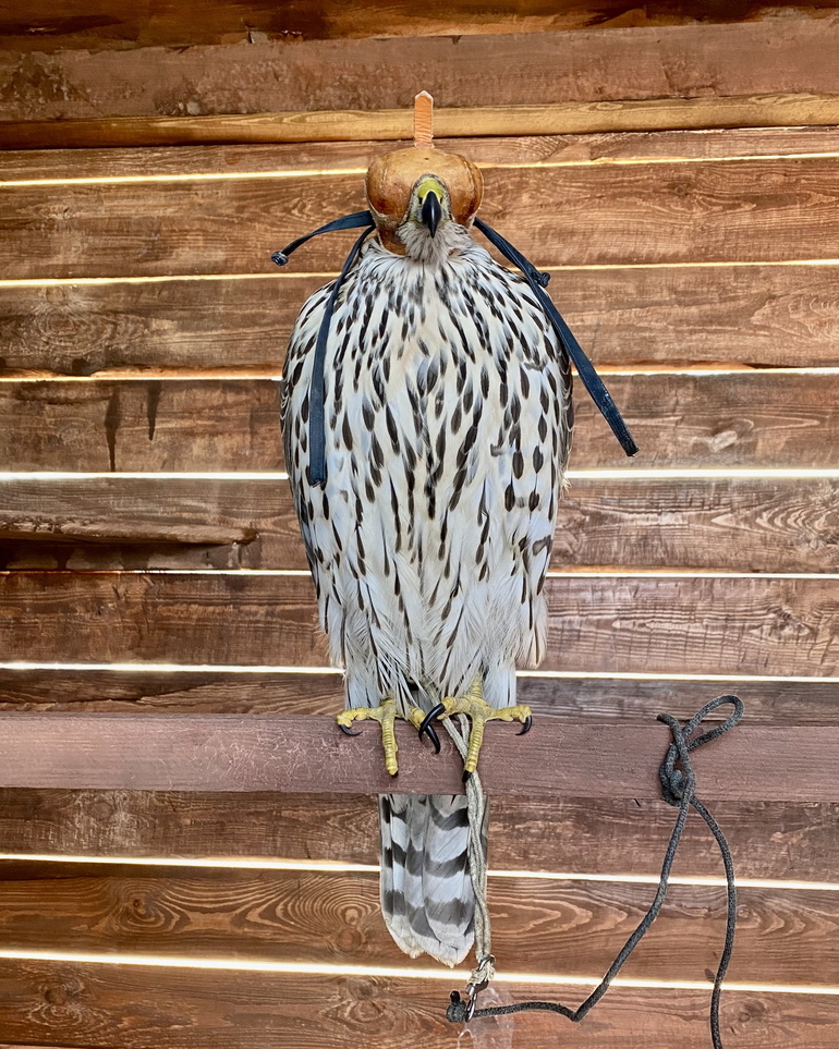 Малыш в специальном клобуке - шапке, закрывающей глаза, чтобы птица оставалась спокойной. Фото предоставлено для публикации hornews.com