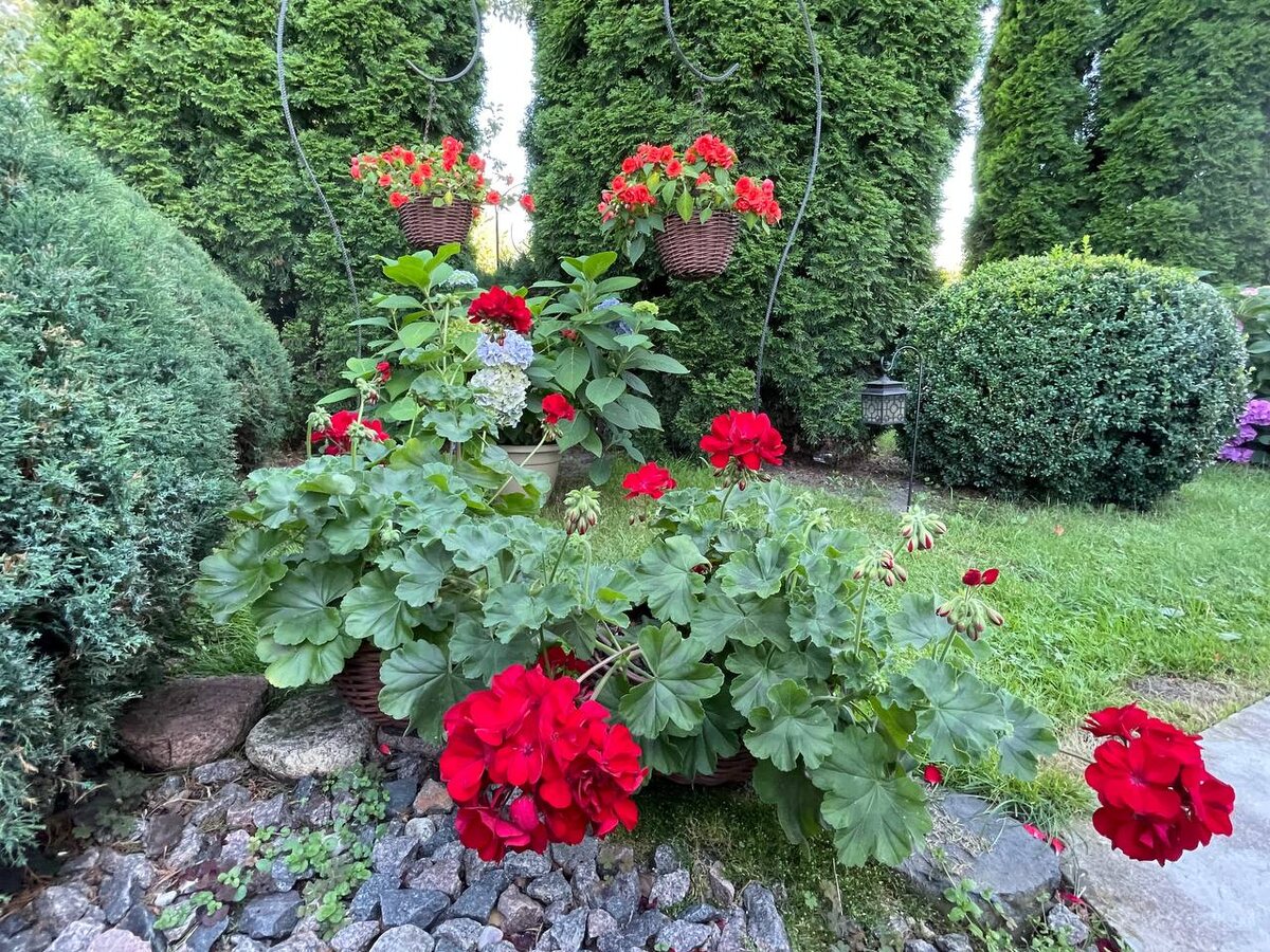 Полуампельная пеларгония. Фото автора 