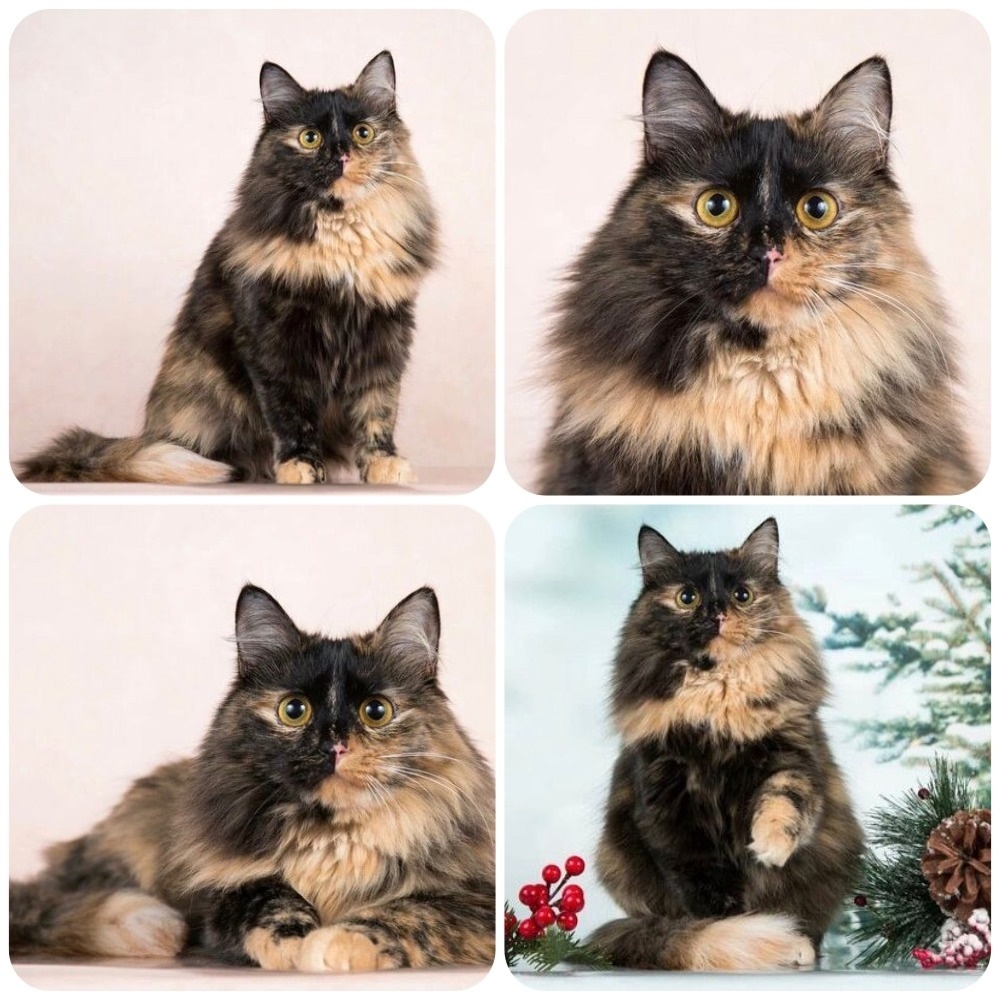 МОСКВА И МО
ЛОЛО И ПЕПЕ. Обаятельный бело-чёрный котэ Лоло и разноцветная красотка Пепе, братик и сестричка – ищут дом. Всей семьёй или порознь.
💙ЛОЛО / дома
💛ПЕПЕ - возраст 1,8 года, стерилизована, привита.
Миниатюрная кошечка ищет семью, где смогут оценить все ее достоинства. Нежная и хрупкая, с незнакомцами предпочтет посидеть в сторонке и понаблюдать со стороны, так как первой подойти не отважится, но стоит проявить к малышке внимание, и она тотчас отзовётся, откликнется на теплый взгляд или ласку. При добром отношении к ней раскрывается и начинает доверять. Однако громкий звук, крик или шум могут обратить ее в бегство. При любой непонятной ситуации предпочтёт спрятаться в укрытие, где сможет переждать «бурю» и успокоиться. Кошечке нужен свой уголок, маленькая крепость. У Пепе выявлен лейкоз, при котором необходима поддерживающая (противовирусная) терапия. Дважды в день обязателен приём таблеток. Мы поможем с приобретением препарата. Хотите познакомиться с малышкой Пепе?
☎+7 (916) 167-38-48 (Елена), +7 (927) 399-37-11 (Оксана).
#foto_hvost #фотохвост #помогаю_информационно_Пепе #помогаю_информационно_Лоло
фотоархив: https://vk.com/album-171116447_303683407
видео Пепе: https://vk.com/video-171116447_456240707
https://vk.com/clip-171116447_456240583
https://vk.com/clip-171116447_456240584
ссылка для репостов: https://vk.com/wall-171116447_77300 