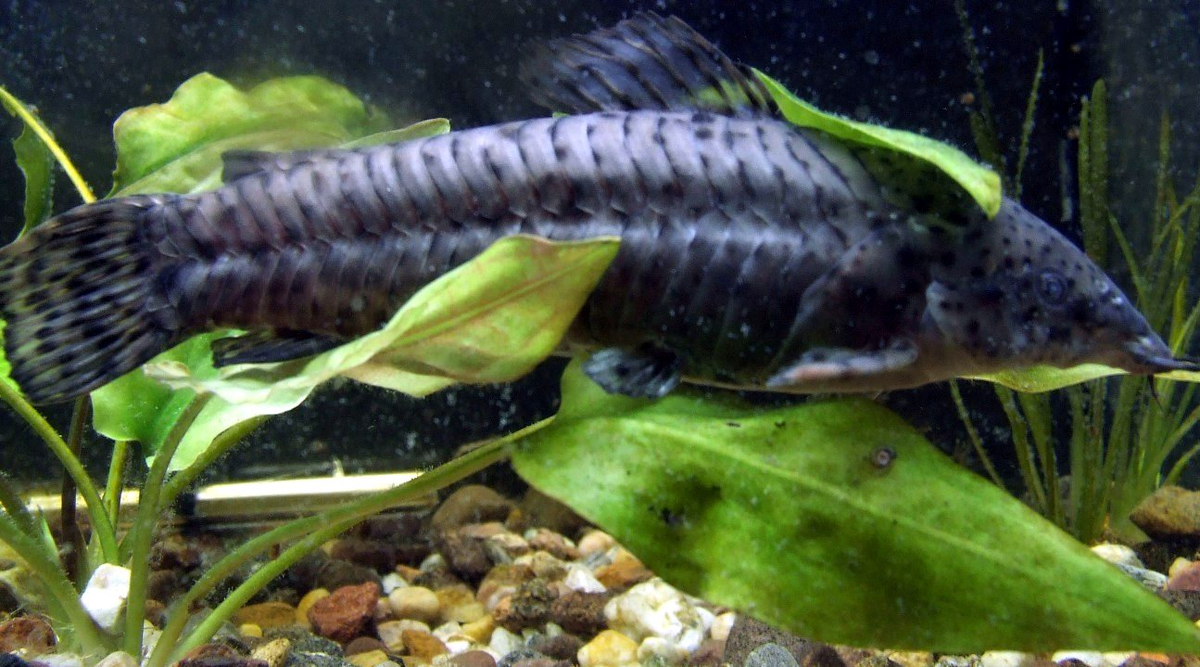 привет всем,  я панцерный сомик 