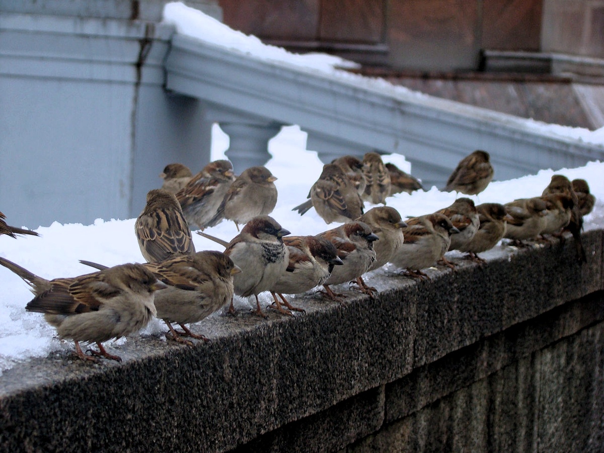 Негде укрыться от холодов... Фото из открытых источников.