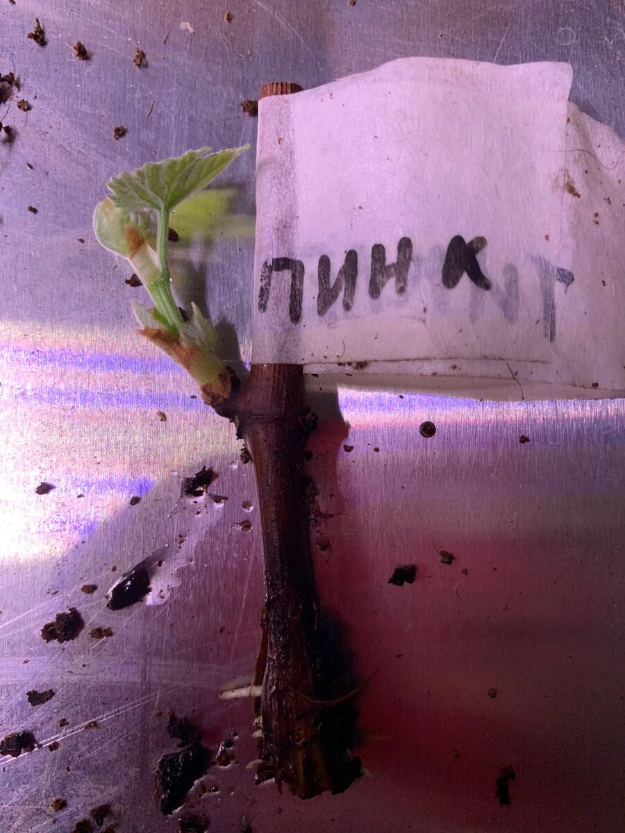 Фото подписчика. Черенок судя по всему с моего виноградника от куста американского кишмиша Тиклед пинк 