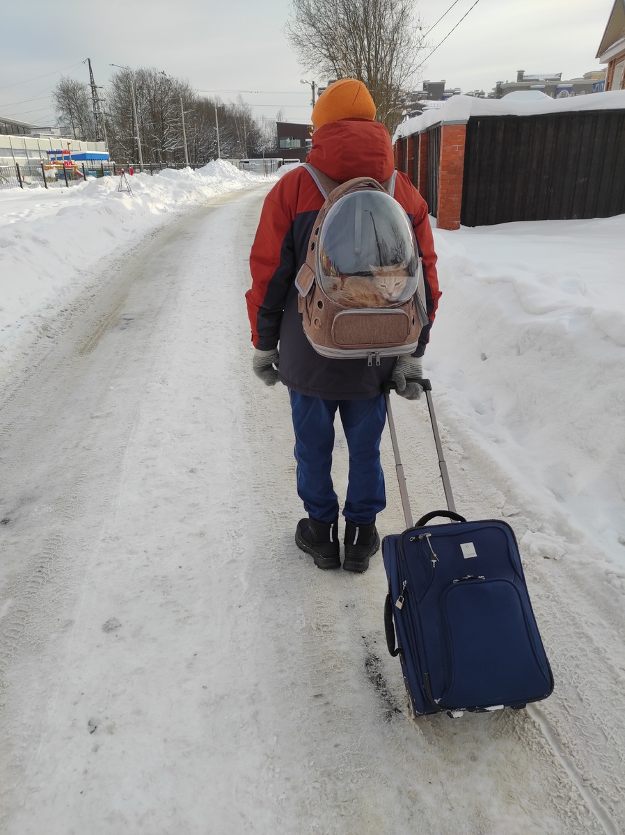 Так мы везли кота Руди. Специально купила такой рюкзак. Очень удобно!