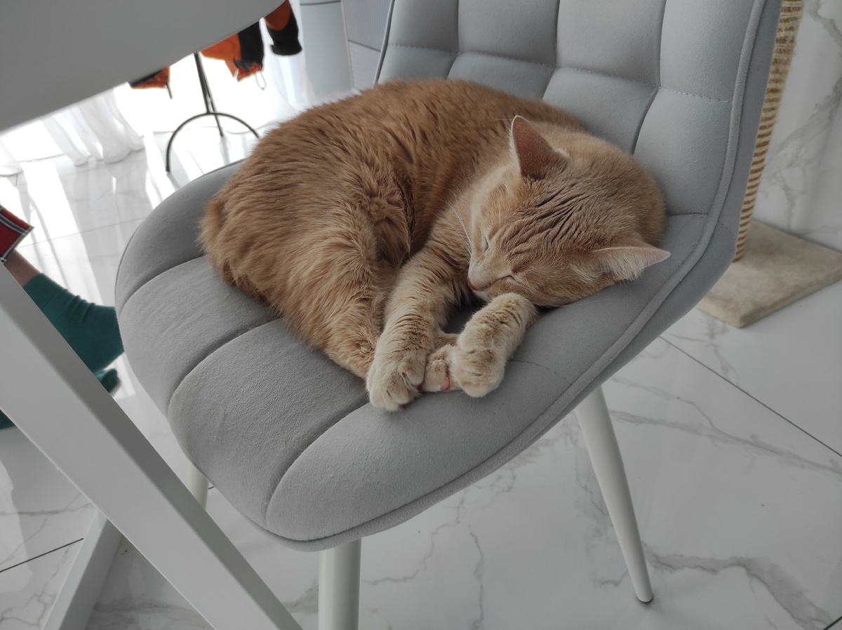 Кот Руди отходит от стреса поездки в поезде