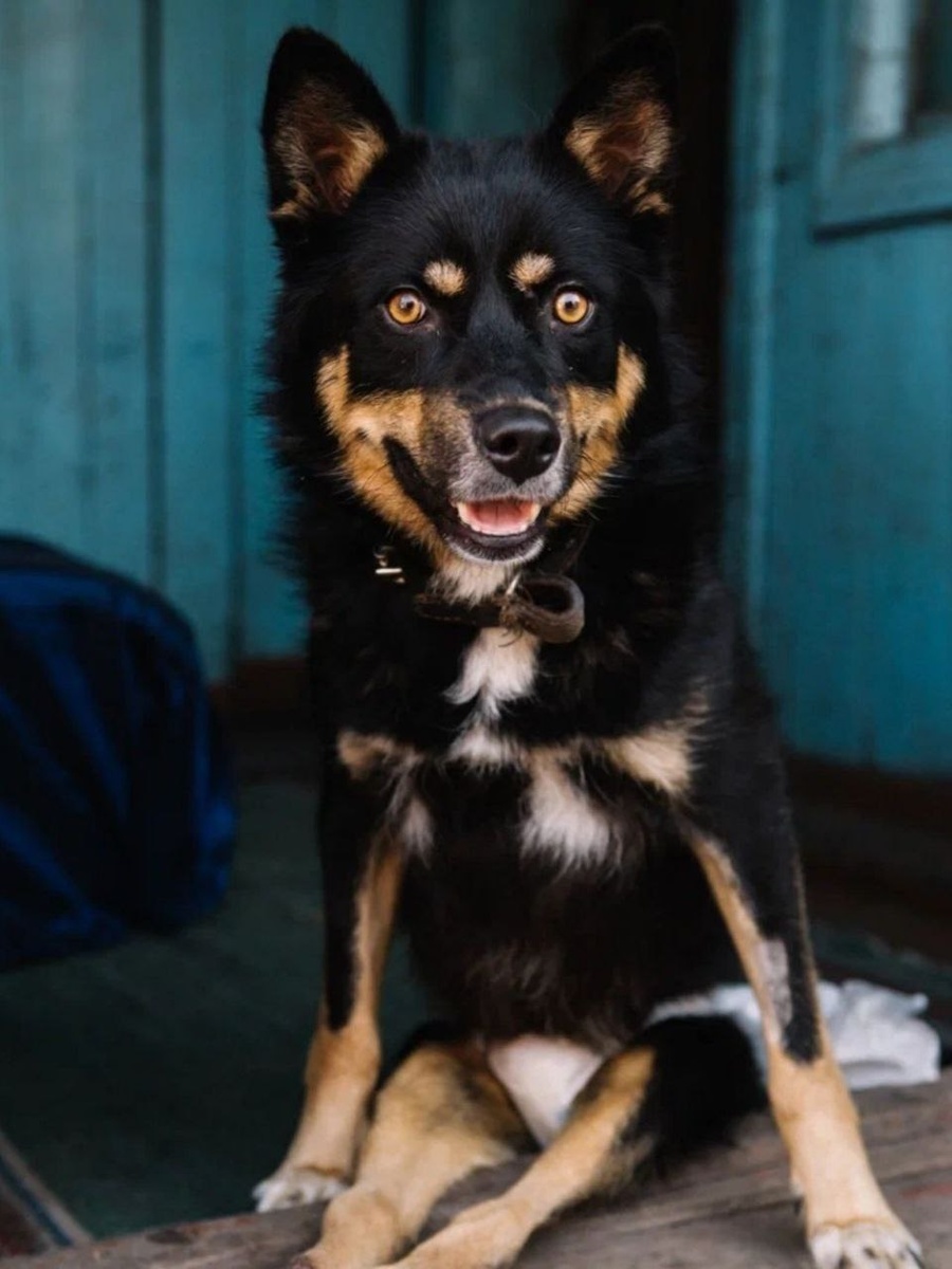 Профессиональное фото Боя. А ведь он красивый, правда?