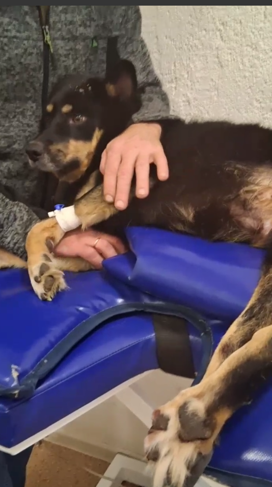 Периодически Бой посещал клинику, чтобы стабилизировать его пищеварение