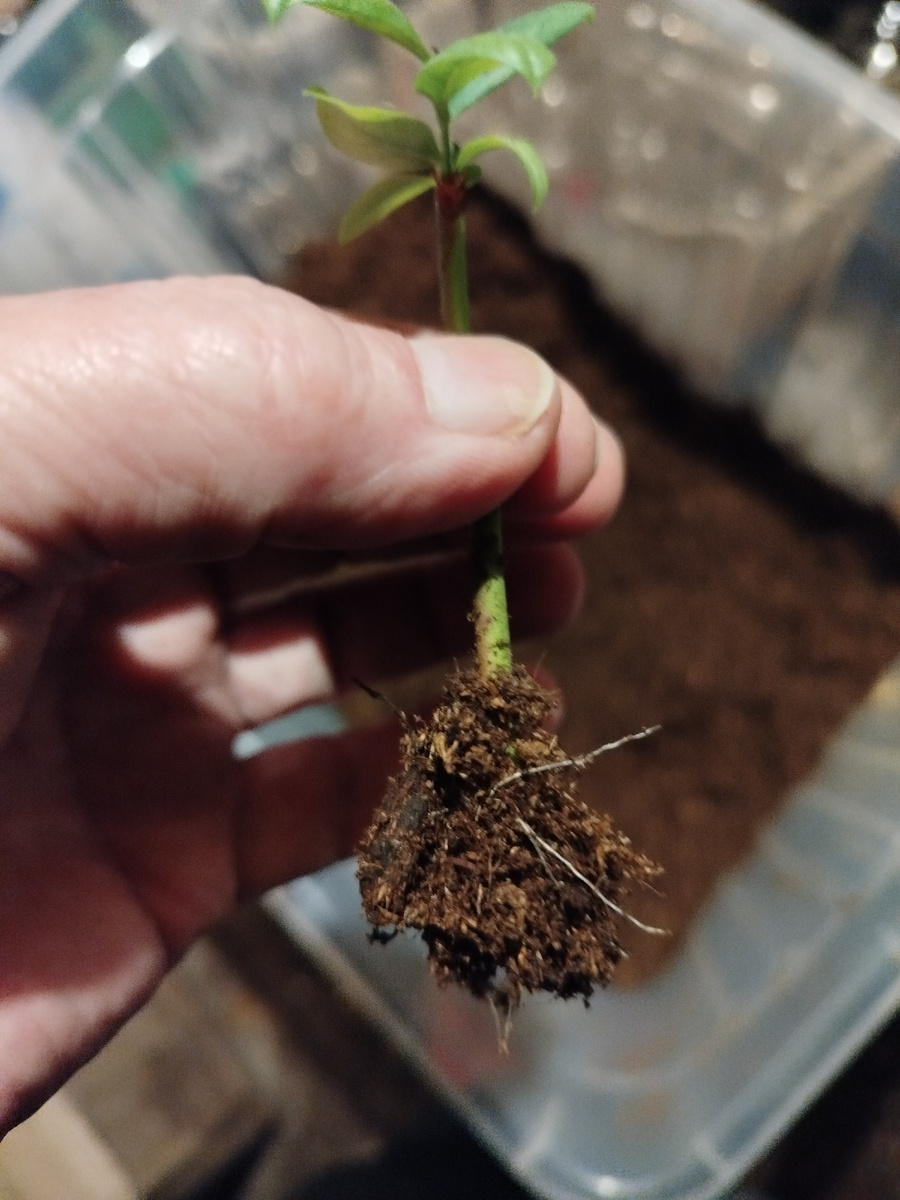 Черенок с корешками.