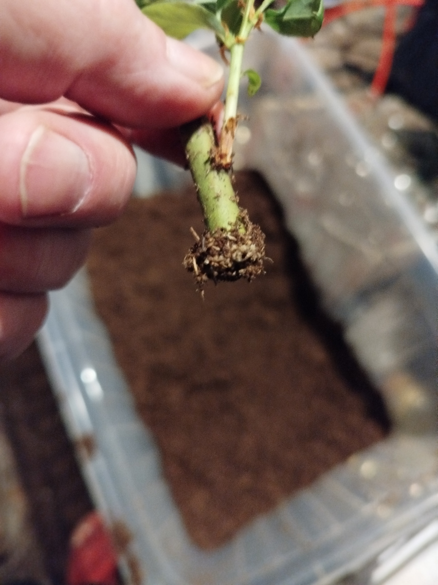 Каллус на пяточке черенка.