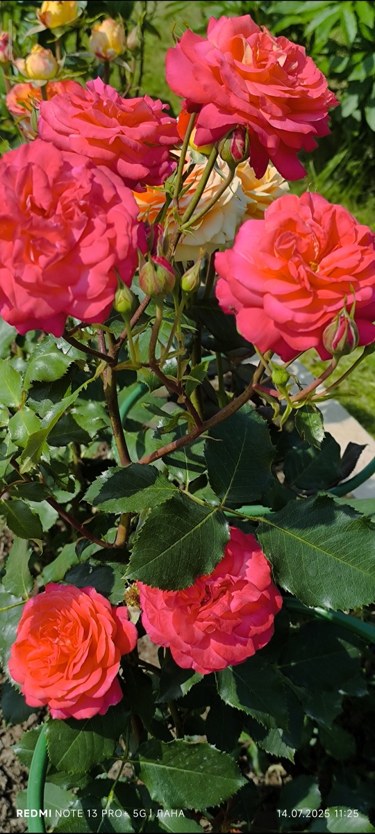 Мидсамер роза флорибунда.