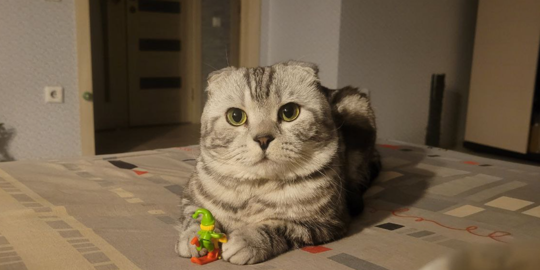 Зачем кошки приносят игрушки