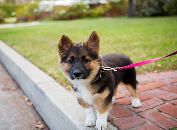 Корман шеферд