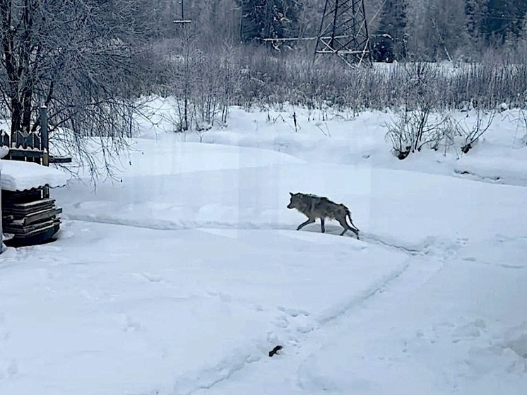     Животное сильно истощено, волк почти весь лысый. Фото: официальное сообщество ВКонтакте "РКЦентр "ВЕЛЕС" — помощь диким животным