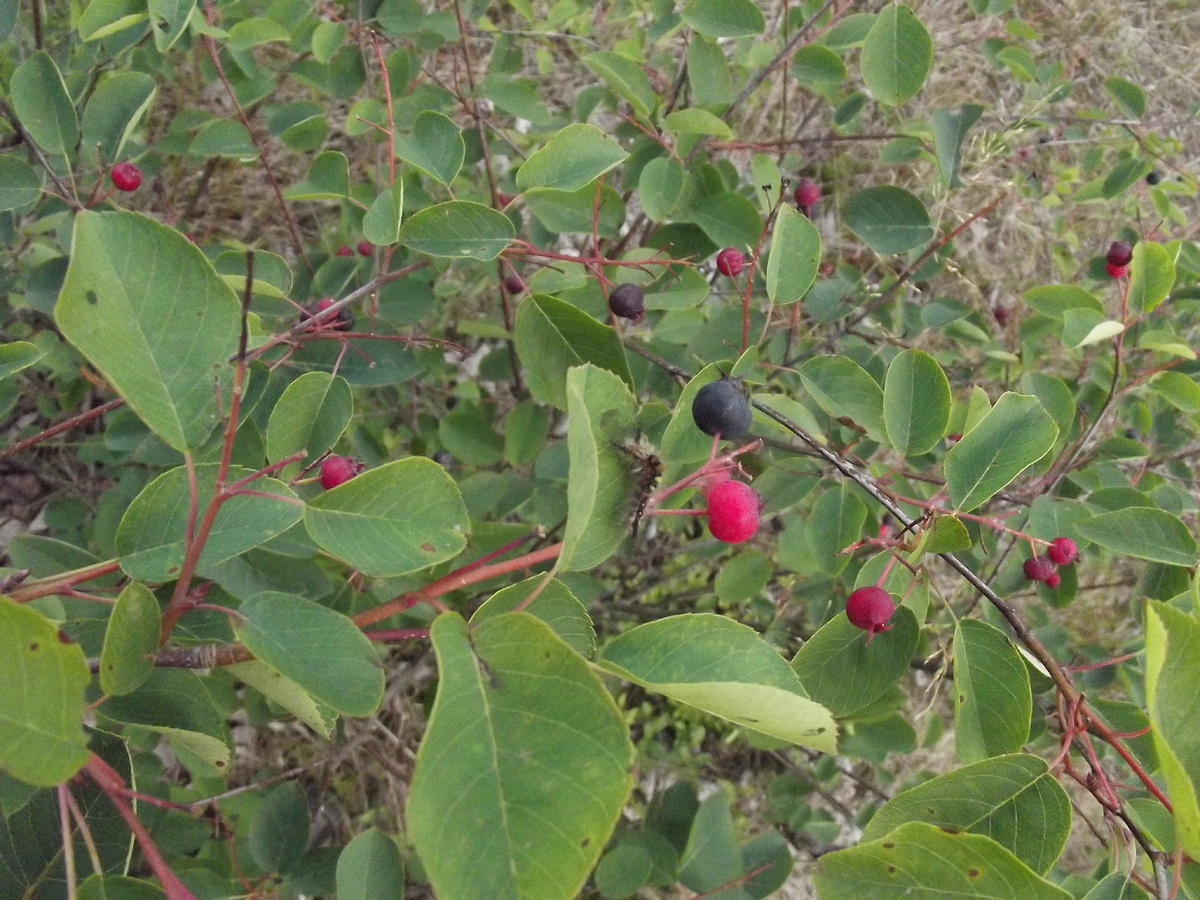 На коринке, 16.07.2016