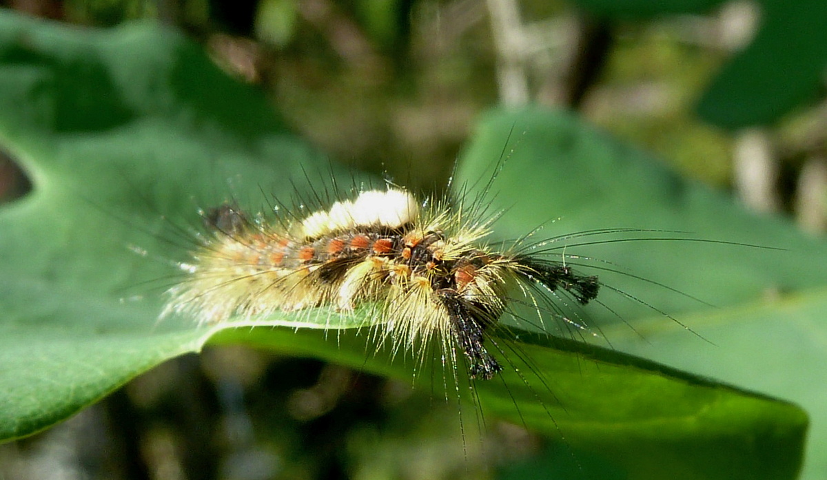 Кистехвост, 22.08.18, фото А.Морозевича