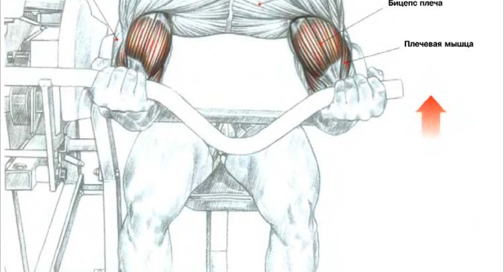 Забудьте всё, что вы знали: какое упражнение на бицепс НА САМОМ ДЕЛЕ строит гору мышц?