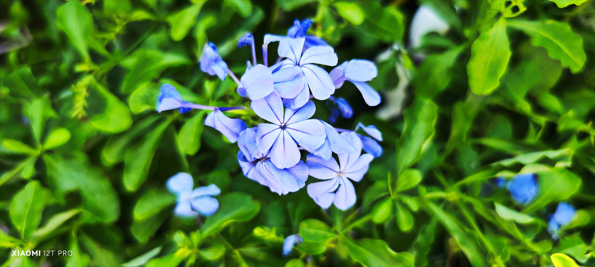 Плюмбаго или свинчатка голубая.