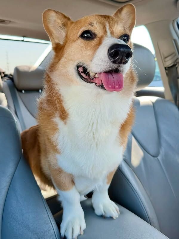 Барсик уже был готов к приключениям, а мы не знали, куда его можно взять 