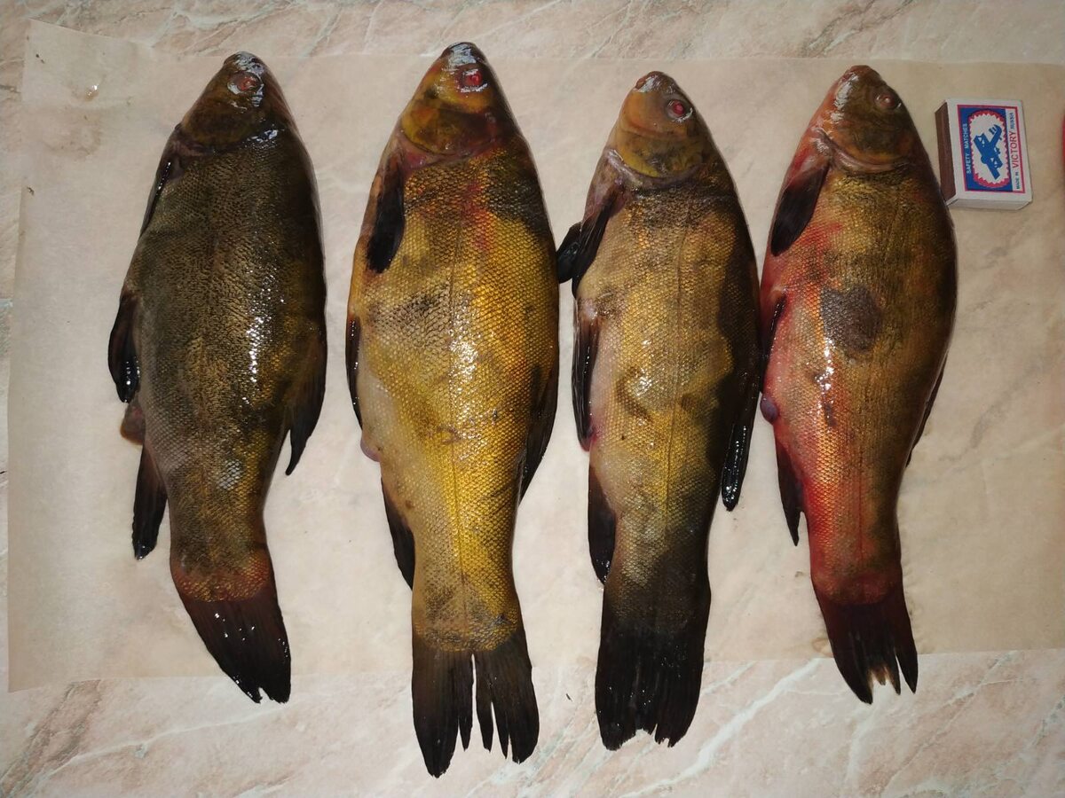 А лини всегда вкусны