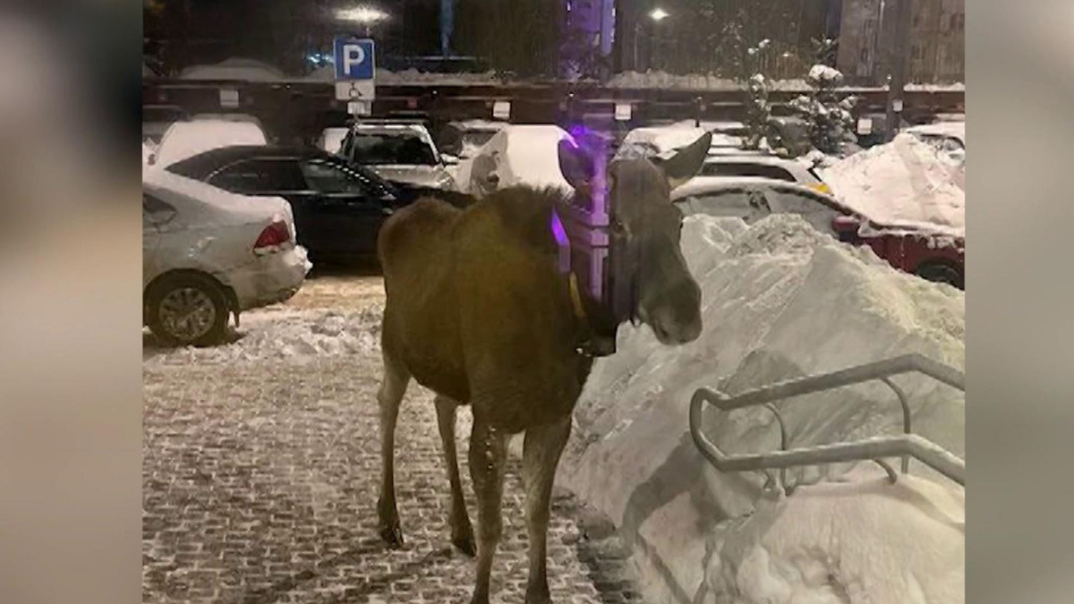    Первый канал