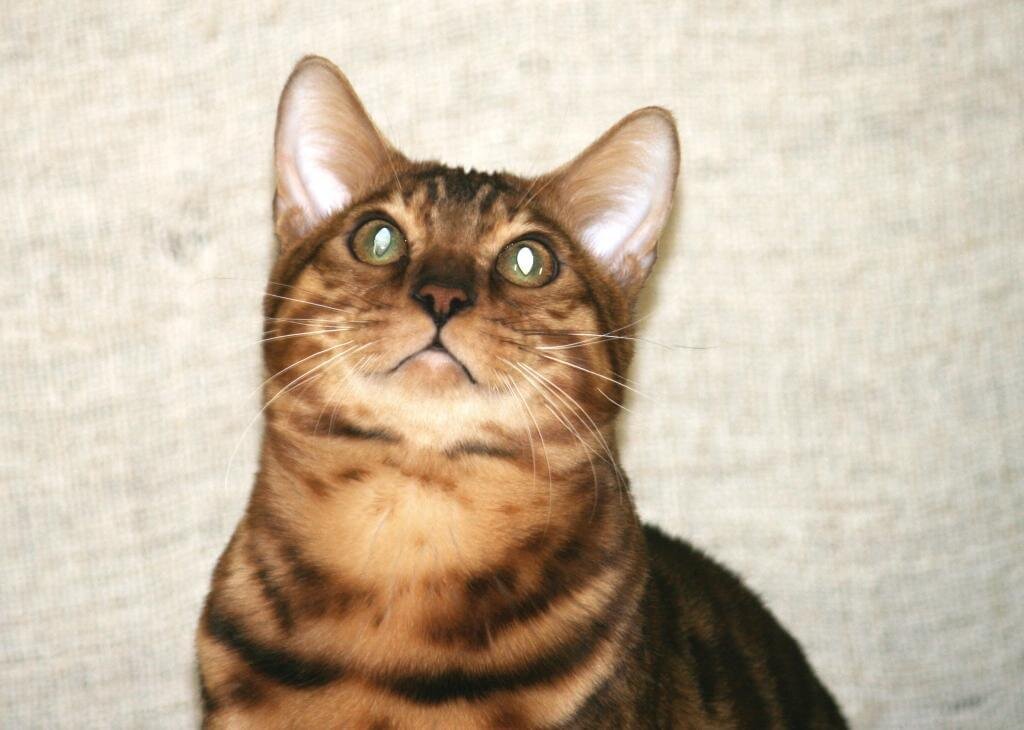 питомник бенгальских кошек HILDABENG, бенгальские котята