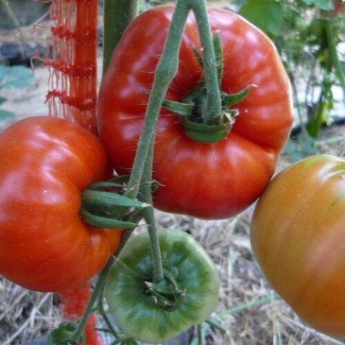 Гордость Сибири 