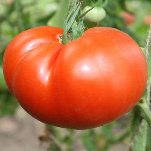 9 низкорослых красных томатов для густого соуса и кетчупа - лучшие детерминантные сорта без теплицы