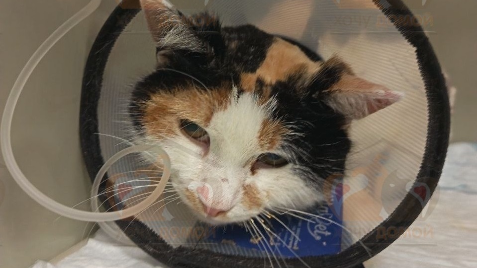 После пожара от обгоревшей кошки отказались хозяева...