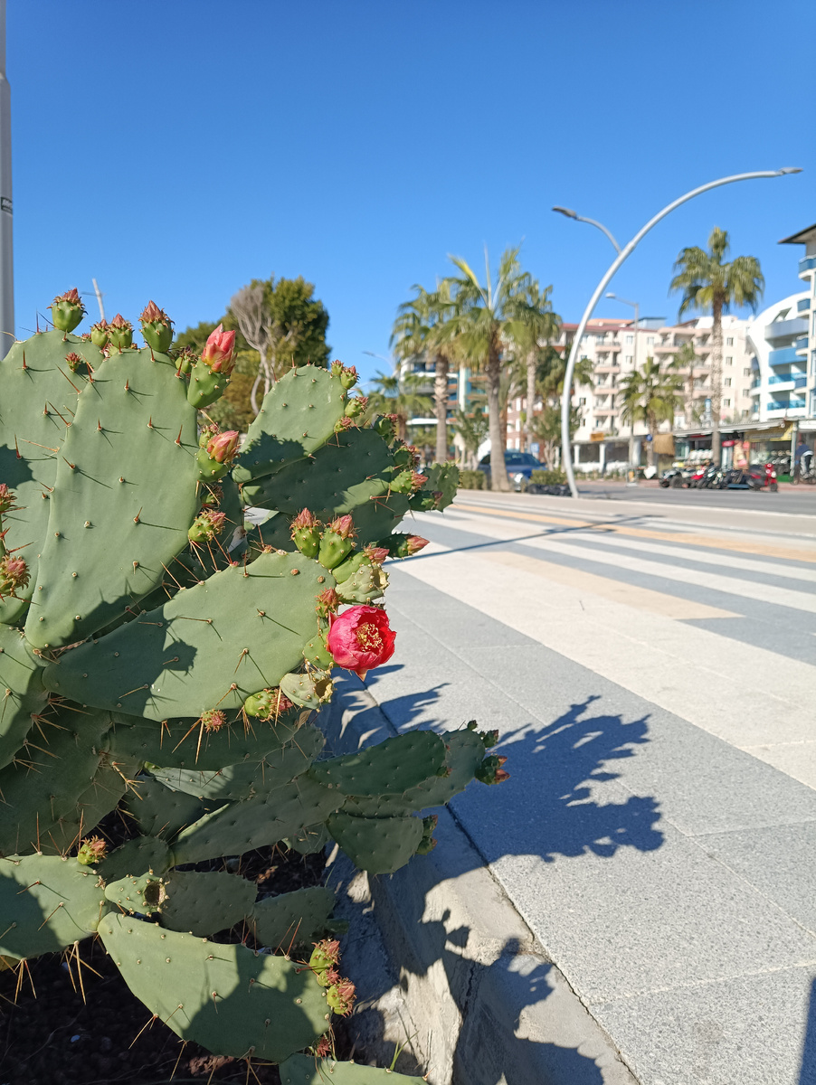 14 декабря 2024 года,бульвар Ататюрка,Аланья
